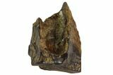 Triceratops Shed Tooth - Montana #109071-1